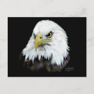 Cartão Postal Cartão-postal Bald Eagle 2