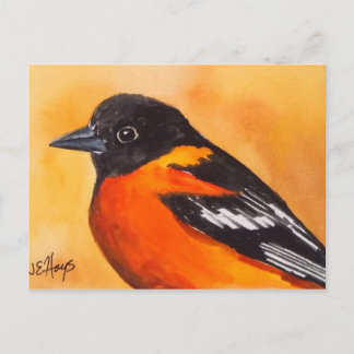 Cartão Postal Cartão-postal Baltimore Oriole