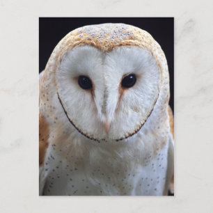 Cartão Postal Cartão-postal Barn Owl