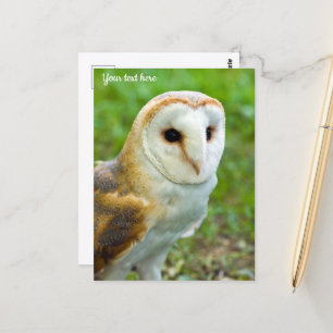 Cartão Postal Cartão-postal Barn Owl