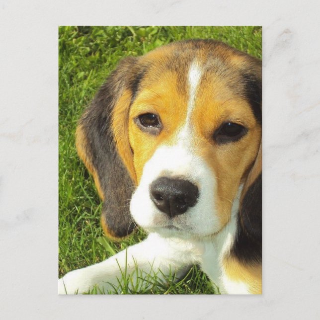 Cartão Postal Cartão-postal Beagle (Frente)