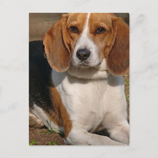 Cartão Postal Cartão-postal Beagle Hound (Frente)