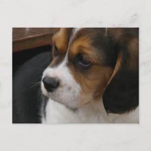 Cartão Postal Cartão-postal Beagle Pup