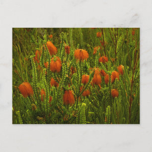 Cartão Postal Cartão-postal Beaufortia
