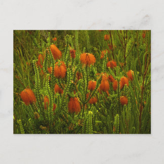 Cartão Postal Cartão-postal Beaufortia