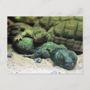 Cartão Postal Cartão-postal Bed Buddies