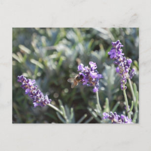 Cartão Postal Cartão-postal Bee