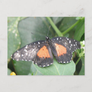 Cartão Postal Cartão-postal Bela Borboleta