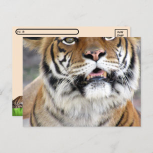 Cartão Postal Cartão-postal Bengal do Bobo de Pós-Cruzamento com