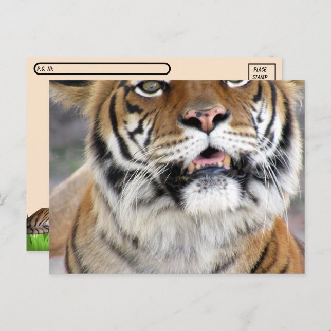 Cartão Postal Cartão-postal Bengal do Bobo de Pós-Cruzamento com (Frente/Verso)