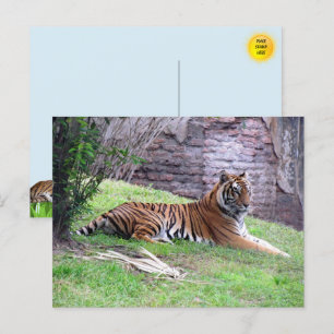 Cartão Postal Cartão-postal Bengal Tiger