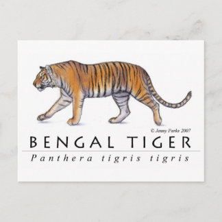 Cartão Postal Cartão-postal Bengal Tiger