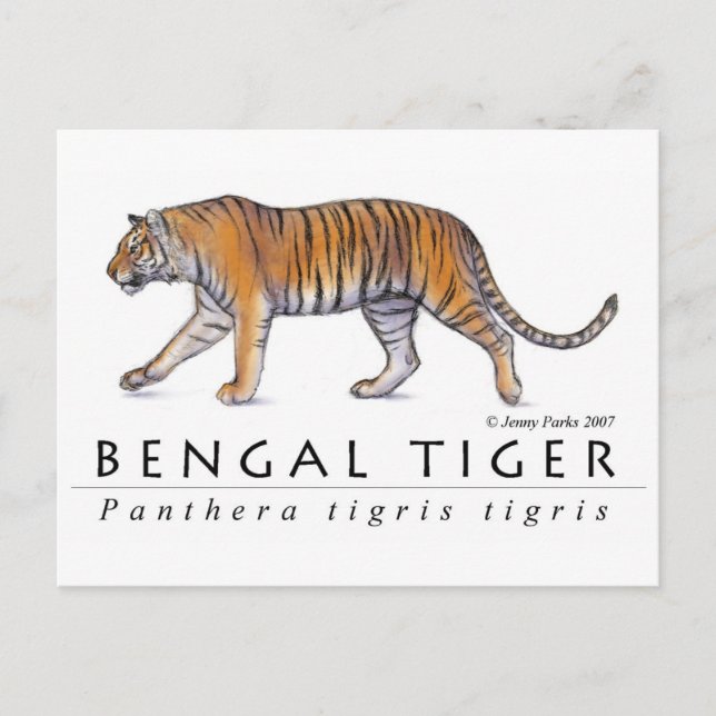 Cartão Postal Cartão-postal Bengal Tiger (Frente)