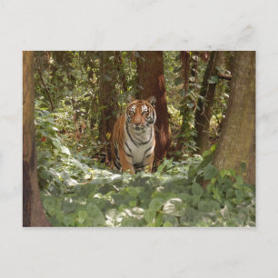Cartão Postal Cartão-postal Bengal Tiger (7x5)