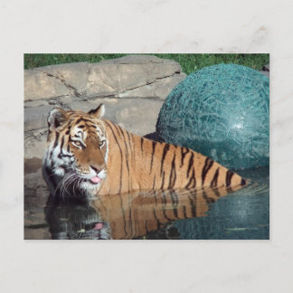 Cartão Postal Cartão-postal Bengal Tiger nº 1