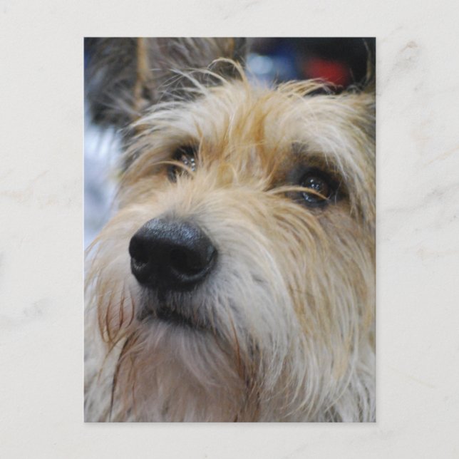 Cartão Postal Cartão-postal Berger Picard (Frente)