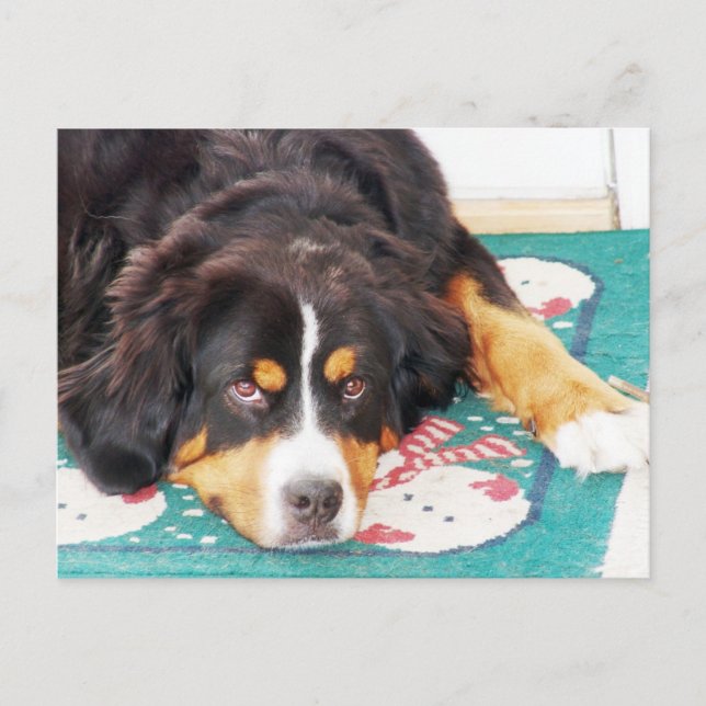 Cartão Postal Cartão-postal Bernese Mountain Dog (Frente)