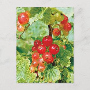 Cartão Postal Cartão-postal Berries Red Currant