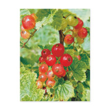 Cartão-postal Berries Red Currant