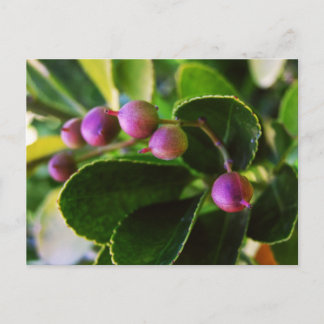 Cartão Postal Cartão-postal Berry Corações Curvos