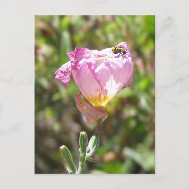 Cartão Postal Cartão-postal - Besouro de pepino (Frente)