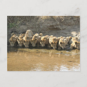 Cartão Postal Cartão-postal Big Cats