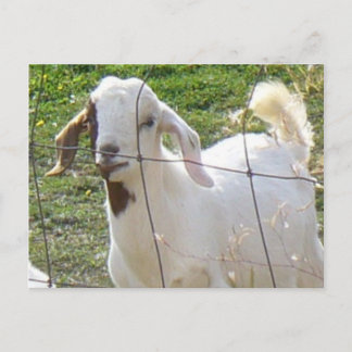 Cartão Postal Cartão-postal Billy Goat 2