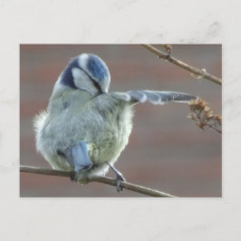 Cartão Postal Cartão-postal Bird DIY