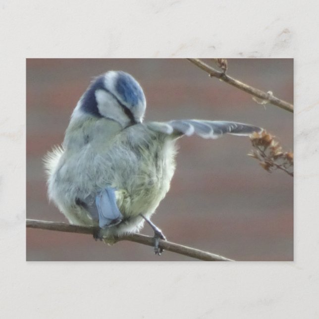 Cartão Postal Cartão-postal Bird DIY (Frente)