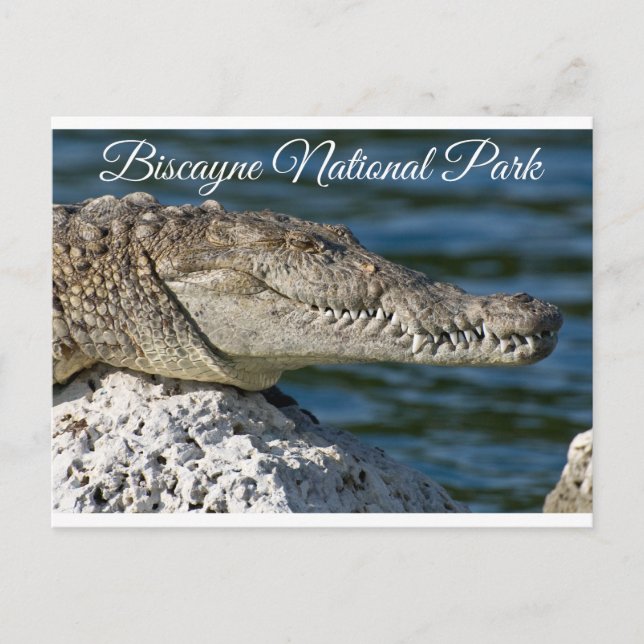 Cartão Postal Cartão-postal Biscayne Bay Park Miami Beach Florid (Frente)