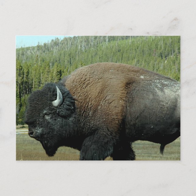 Cartão Postal Cartão-postal Bison (Frente)