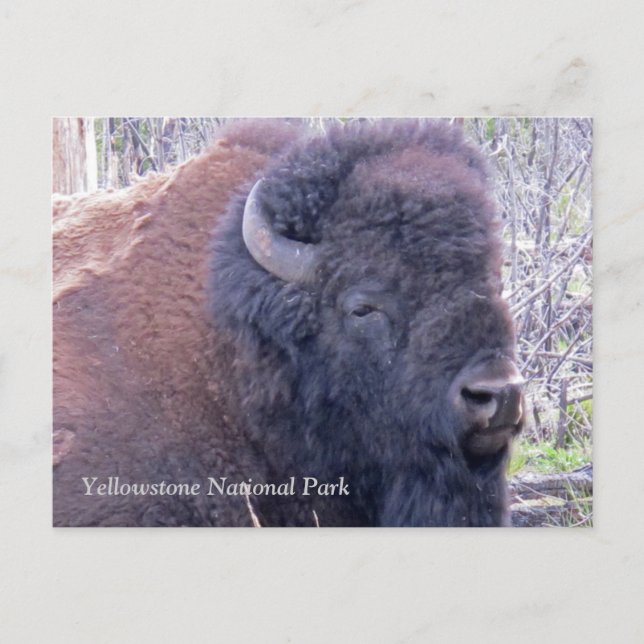 Cartão Postal Cartão-postal Bison Closeup (Frente)