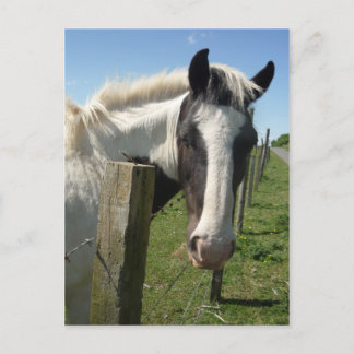 Cartão Postal Cartão-postal Black and White Horse