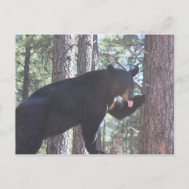 Cartão Postal Cartão-postal Black Bear