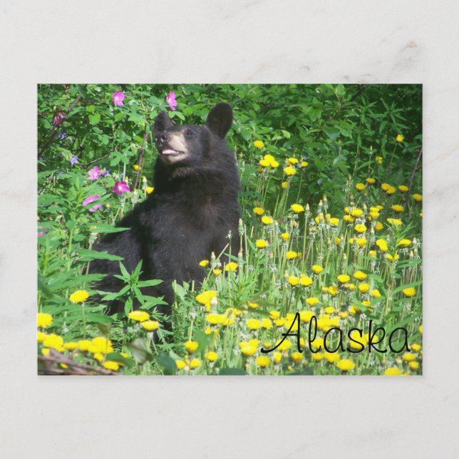 Cartão Postal Cartão-postal Black Bear (Frente)