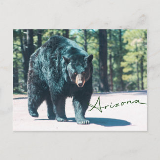Cartão Postal Cartão-postal Black Bear