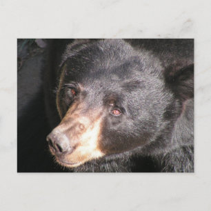 Cartão Postal Cartão-postal Black Bear