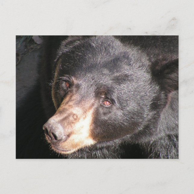 Cartão Postal Cartão-postal Black Bear (Frente)