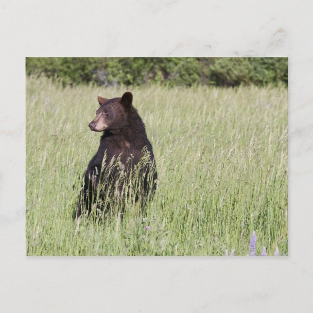 Cartão Postal Cartão-postal Black Bear (Frente)