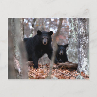 Cartão Postal Cartão-postal Black Bear e Cub