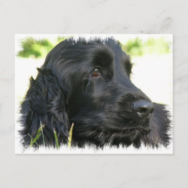 Cartão Postal Cartão-postal Black Cocker Spaniel Dog (Frente)