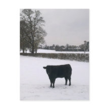 Cartão-postal Black Cow in Snow