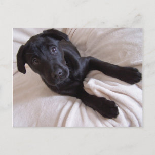 Cartão Postal Cartão-postal Black Lab