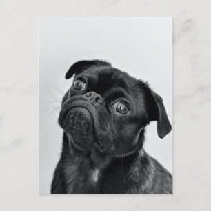 Cartão Postal Cartão-postal Black Pug