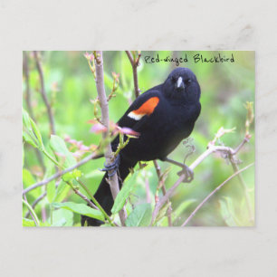 Cartão Postal Cartão-postal Blackbird de asa vermelha