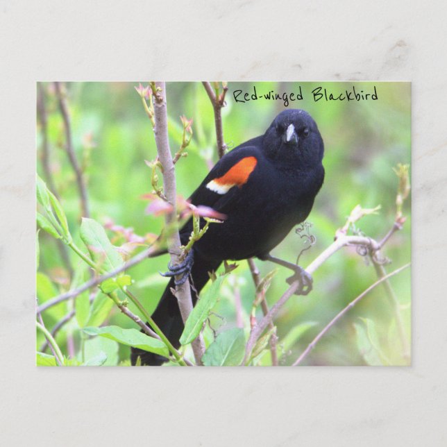 Cartão Postal Cartão-postal Blackbird de asa vermelha (Frente)