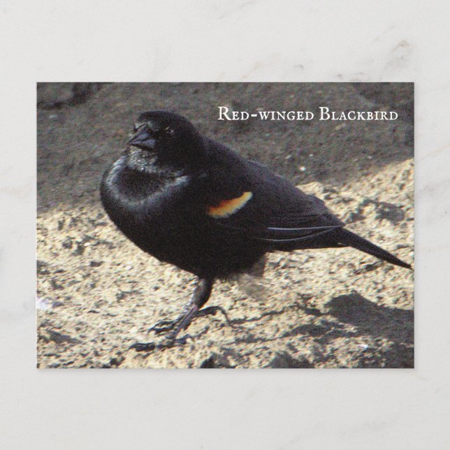 Cartão Postal Cartão-postal Blackbird de asa vermelha (Frente)