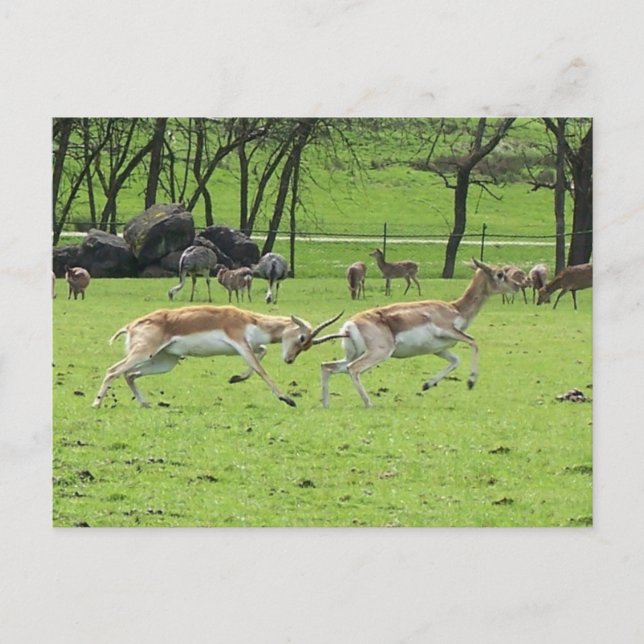 Cartão Postal Cartão-postal Blackbuck Antelope (Frente)