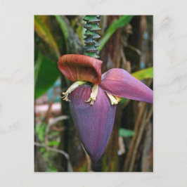 Cartão Postal Cartão-postal Blossom da Banana