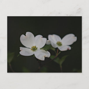 Cartão Postal Cartão-postal Blossom Dogwood